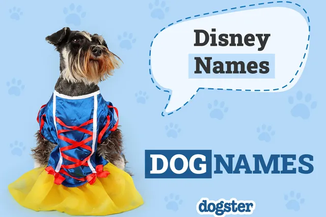 100+ Disney Dog Names: Ideas for Your Enchanting & Magical Pup