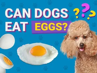 Can Dogs Eat Eggs? Vet-Verified Nutrition Facts & FAQ