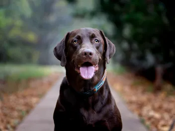 Chocolate Labrador Dog Breed: Info, Pictures, History & Traits