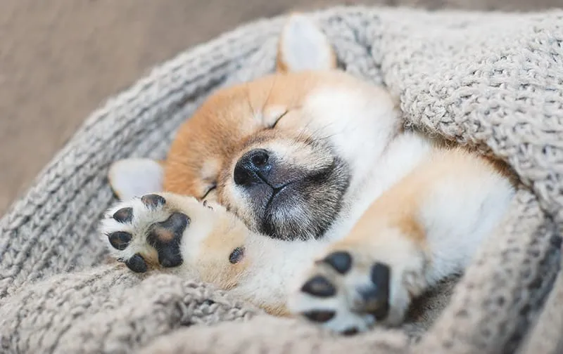 Shiba Inu puppy sleeping soundly