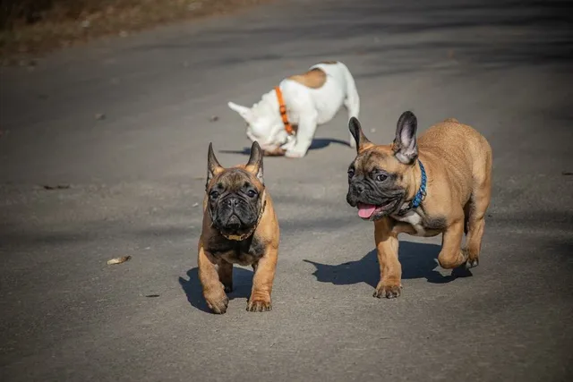 9 Vet-Verified Common French Bulldog Colors (With Pictures)