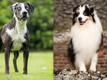 Catahoula Australian Shepherd Mix: Info, Pictures, Care Guide & More