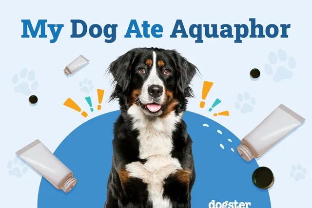 My Dog Ate Aquaphor: Should I Be Worried? Our Vet Explains