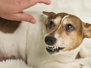 My Dog Snapped at Me: 4 Possible Reasons (Vet-Reviewed)