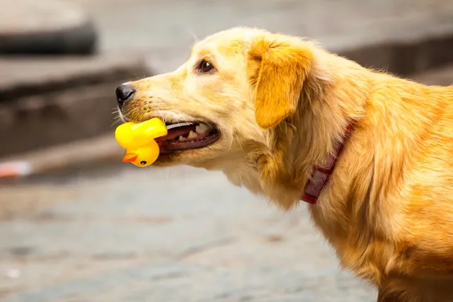 What It Means When Your Dog Walks Around Holding a Toy: 4 Vet-Reviewed Reasons