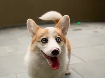 What Colors Do Dogs Like Best? Canine Sight Explained (Vet-Verified)