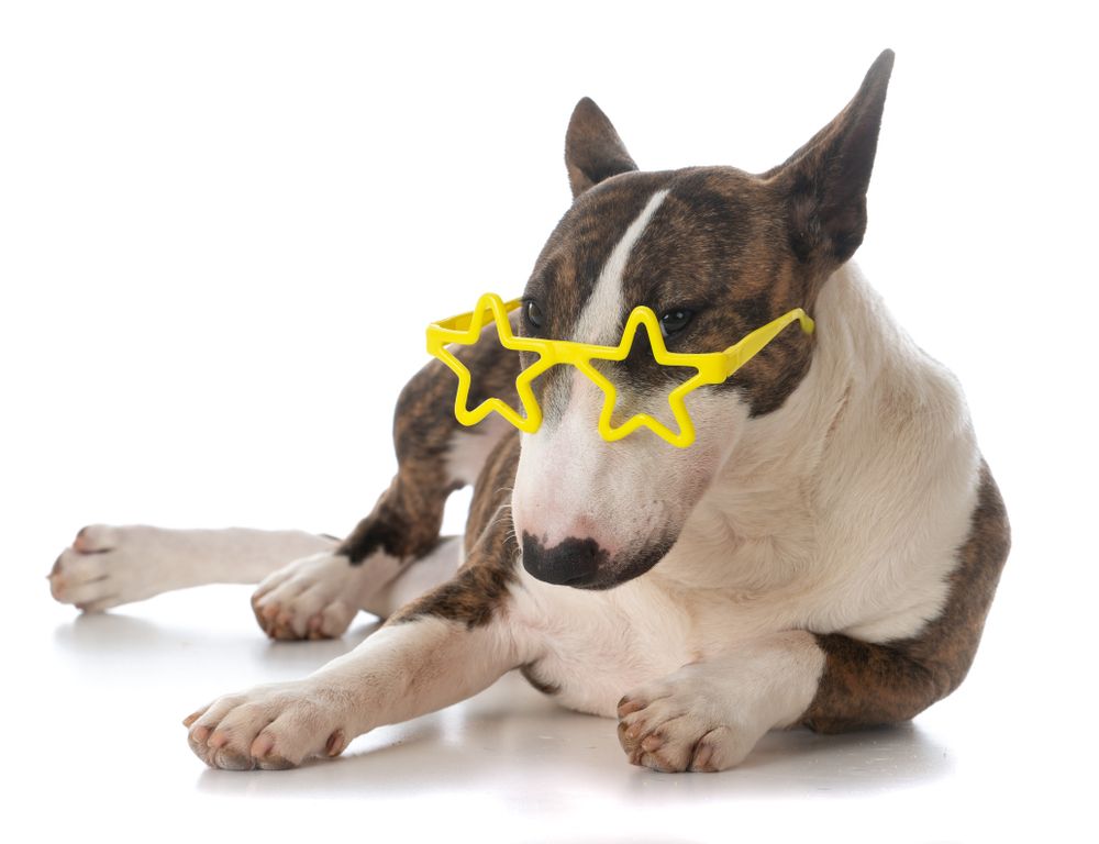 Miniature Bull Terrier wearing yellow star sunglasses