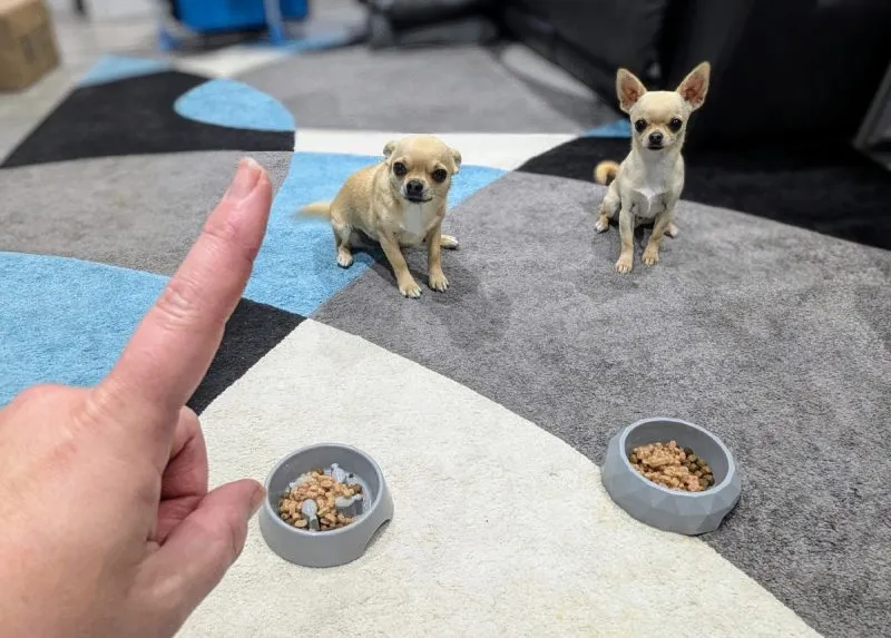 Ned and Fred are very well trained to wait for their food