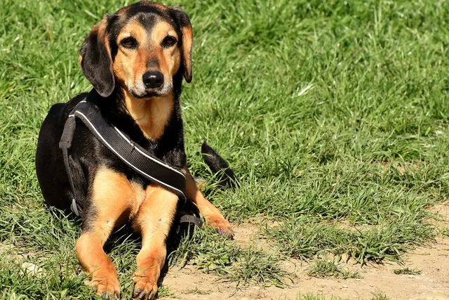 Basschshund Dog Breed: Info, Pictures, Care Guide & Traits