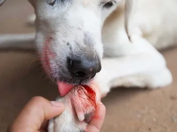 Why Do Dogs Lick Blood? 6 Possible Vet Approved Reasons