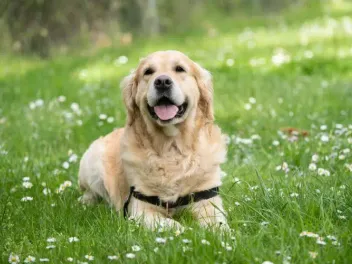 10 Amazing Off-Leash Dog Parks in Denver, CO You Can Visit Today (2026 Update)
