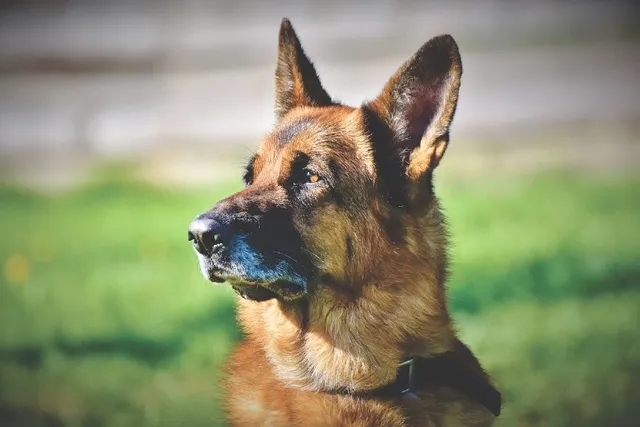 How Far Can Dogs Hear? Average & Max Distance
