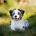How to Build Confidence in a Puppy: 10 Vet-Approved Tips