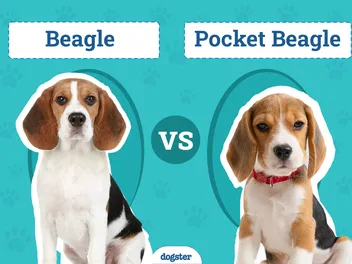 Pocket Beagle vs Beagle: Key Differences (With Pictures)