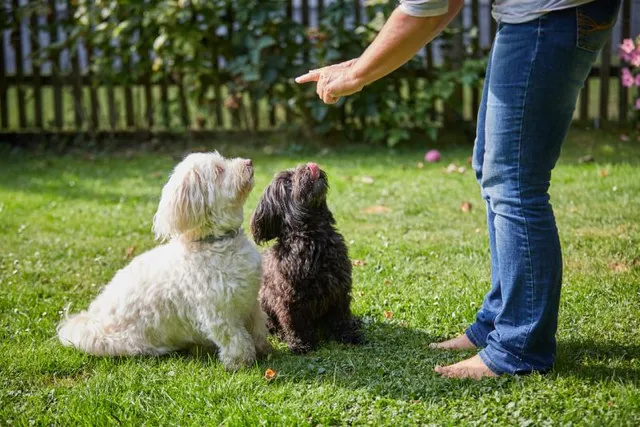 Should I Train My Dog Myself or Hire a Dog Trainer? Vet-Reviewed Pros & Cons