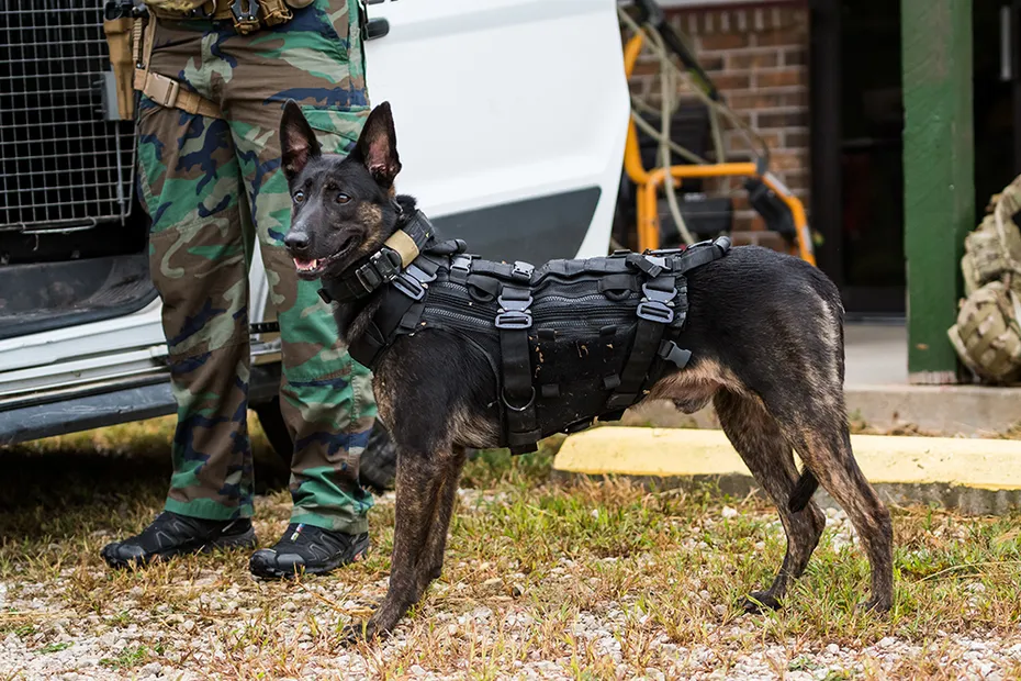 Dutch Shepherd police dog