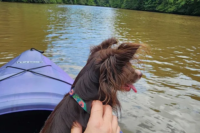 Penny’s Kayaking Adventure: Why I Take Her With Me