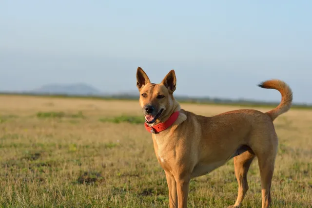Carolina Dog: Breed Info, Pictures, Care, Traits & More