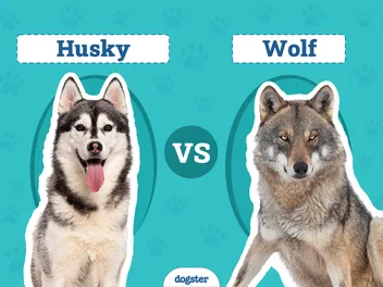 Husky vs Wolf: Vet-Verified Differences (With Pictures)