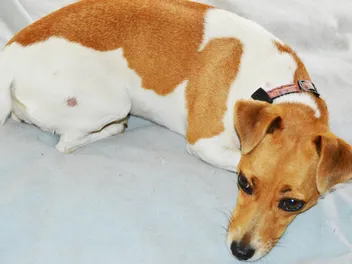 Ringworm in Dogs: Detection, Prevention & Treatment (Vet Answer)
