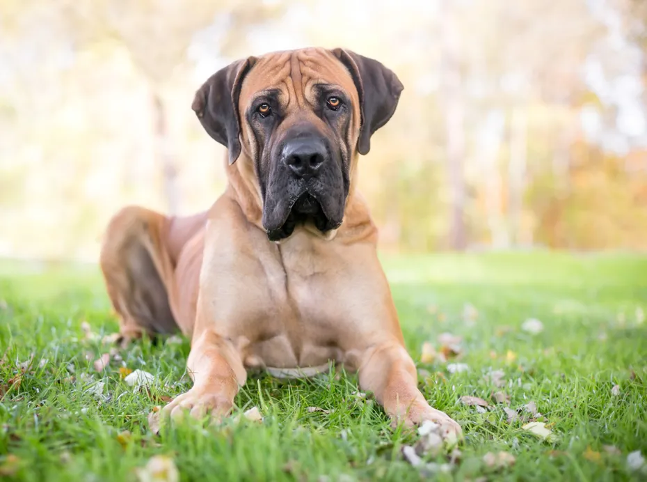 boerboel dog laying on grass