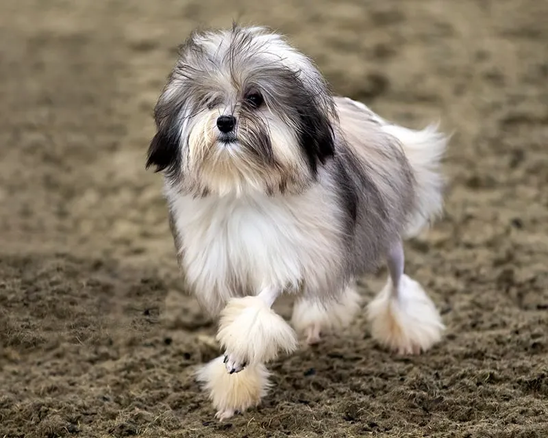 Löwchen or Little Lion Dog
