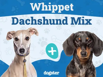 Whiphund (Whippet Dachshund Mix): Info, Pictures, Care & Traits