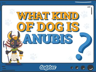 What Dog Breed Is Anubis? Interesting Facts & History