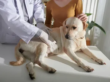 Why Is My Dog Breathing From His Stomach? Vet-Verified Signs, Causes & Care
