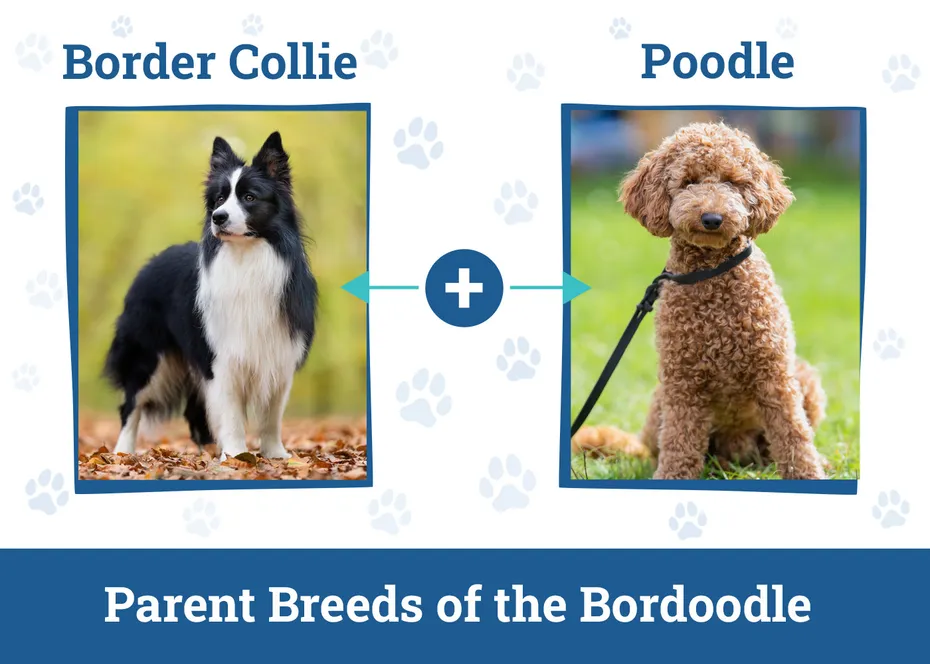 Parent Breeds of the Bordoodle