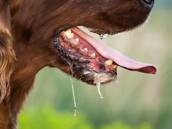 Why Is My Dog Foaming at the Mouth: 8 Common Reasons (Vet Answer)