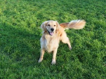How Do Dogs Show Affection? 10 Vet-Reviewed Ways