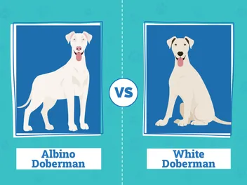 Albino & White Dobermans: Info, Pictures, Origin & History