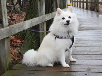 American Eskimo Dog: Breed Info, Pictures, Traits & Care
