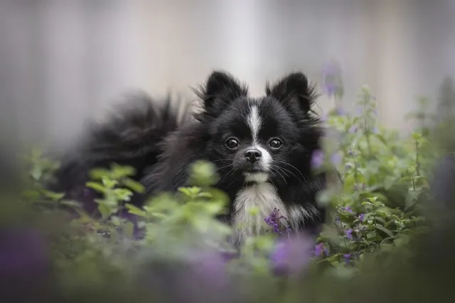 Catnip for Dogs: Vet-Verified Effects, Safety & Alternatives