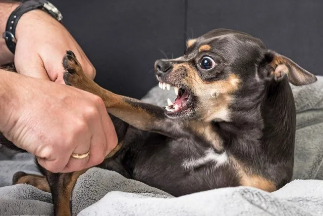 Why Are Chihuahuas So Aggressive? Breed Temperament & Likely Reasons