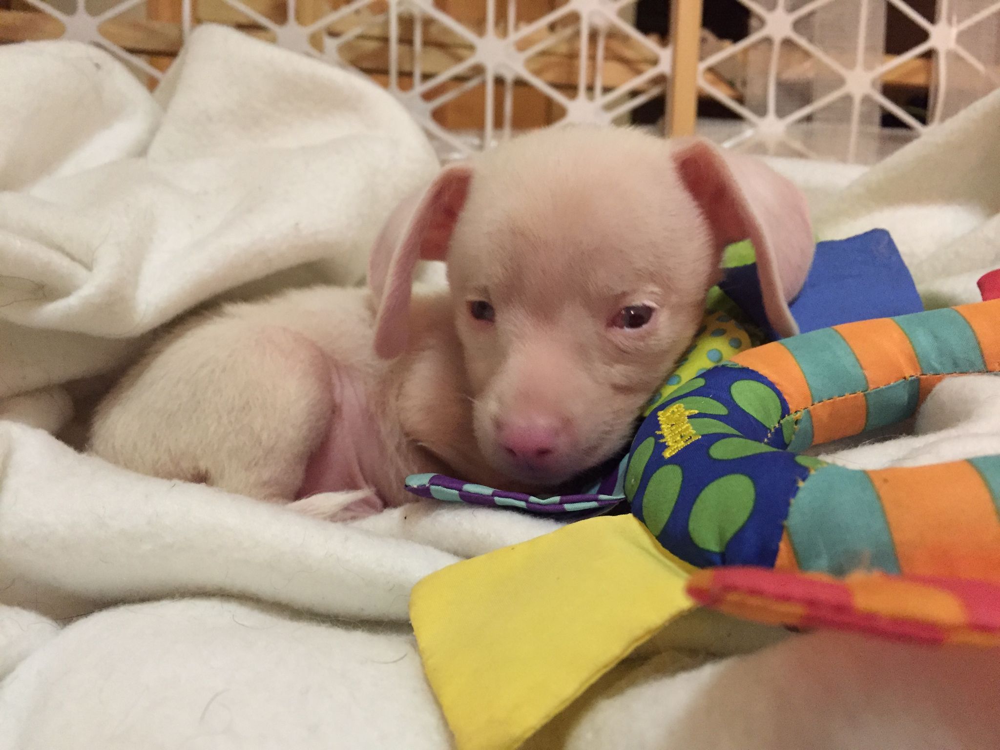 Albino puppy resting on a blanket next to a colorful toy
