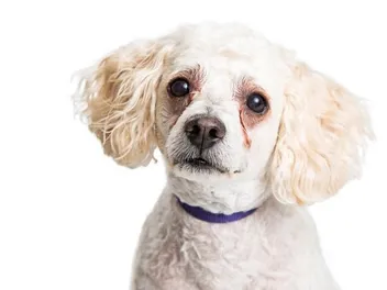10 Best Dog Foods for Tear Stains in 2026 - Reviews & Top Picks