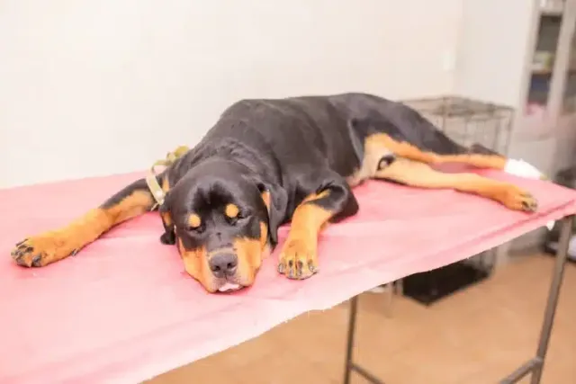 Internal Bleeding in Dogs: Causes, Facts & Prognosis (Vet Answer)