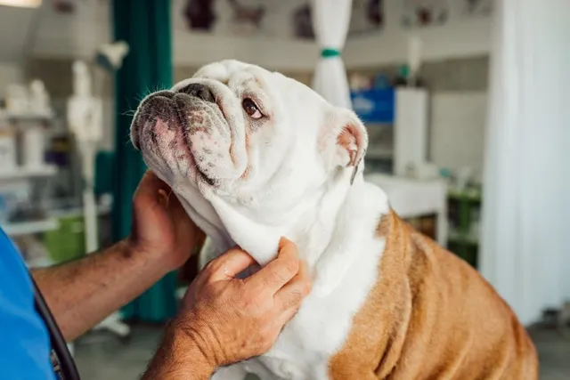 What Does a Bulldog’s Skull Look Like? Vet-Verified Effects of Unethical Breeding