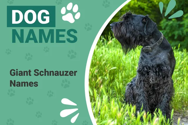 150+ Popular & Unique Names for Giant Schnauzers