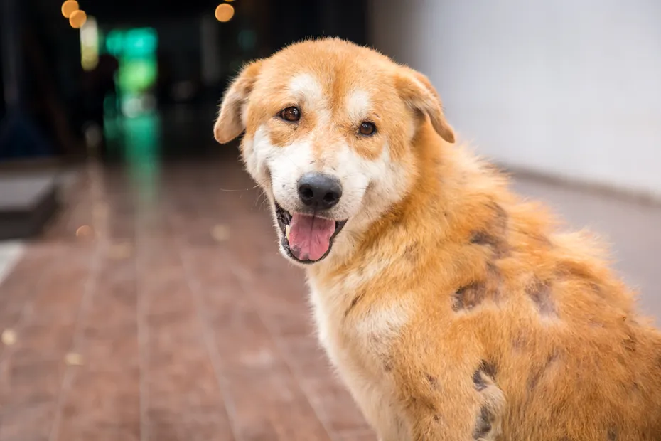 A Brown stray dog skin disease leprous