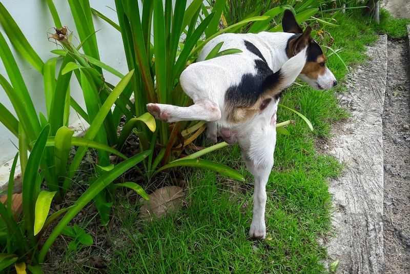 Dog peeing on plants in the garden