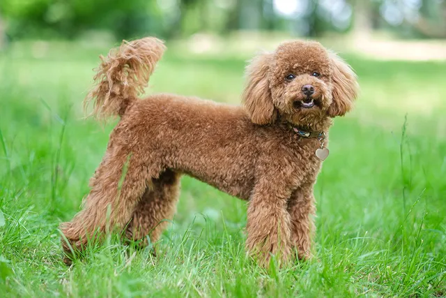 Toy Poodle Dog Breed: Info, Pictures, Traits & Care Guide