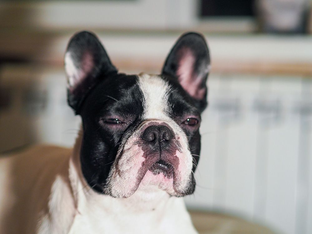 french bulldog squinting