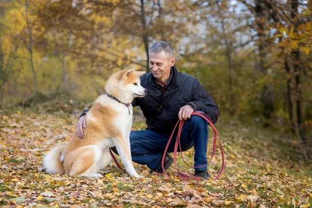 How Big Does an Akita Get? Vet-Verified Average Weight & Growth Chart