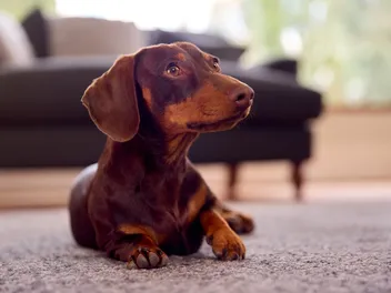 6 Reasons Why Dachshunds Are So Stubborn: Temperament & Personality Traits