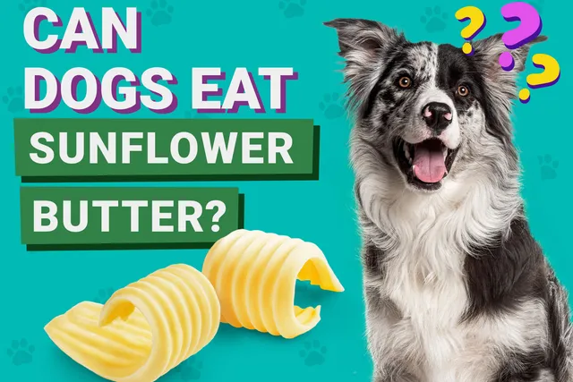 Can Dogs Eat Sunflower Butter? Vet-Reviewed Facts & FAQ
