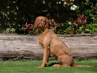 Hungarian Wirehaired Vizsla: Info, Pictures, Facts & Traits