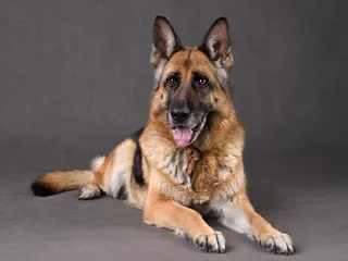 15 Colleges With Dog Mascots in 2026